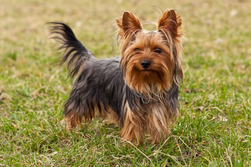 yorkshire terrier pelomedio