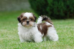 shih-tzu