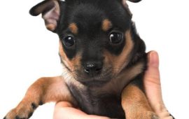 Filhotes de Pinscher em Fortaleza