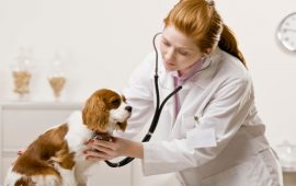 Consulta Veterinária em Fortaleza