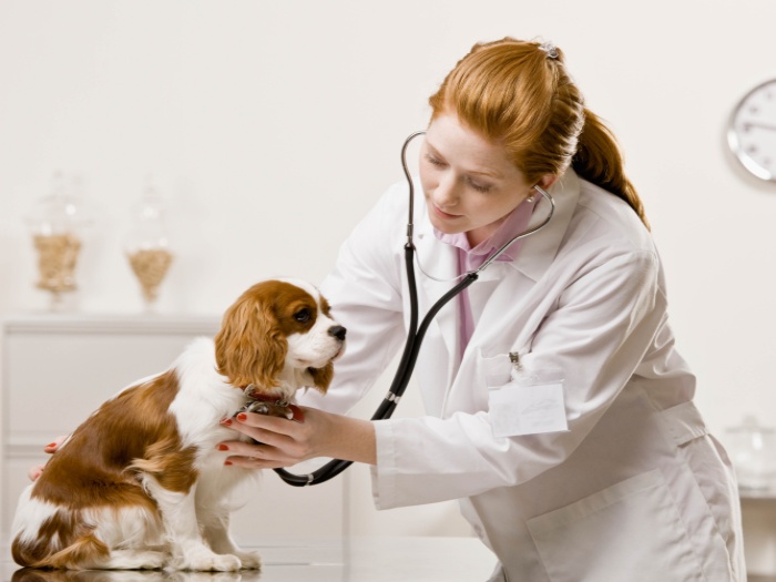 Consulta Veterinária em Fortaleza