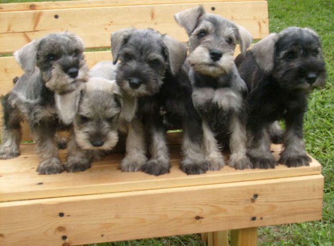 filhote de schnauzer em cima da cadeira