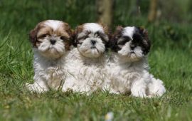 shihtzu na grama