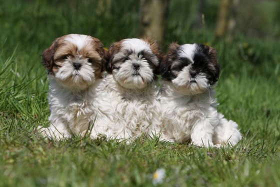 shihtzu na grama