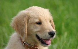 filhote de golden retriever na grama