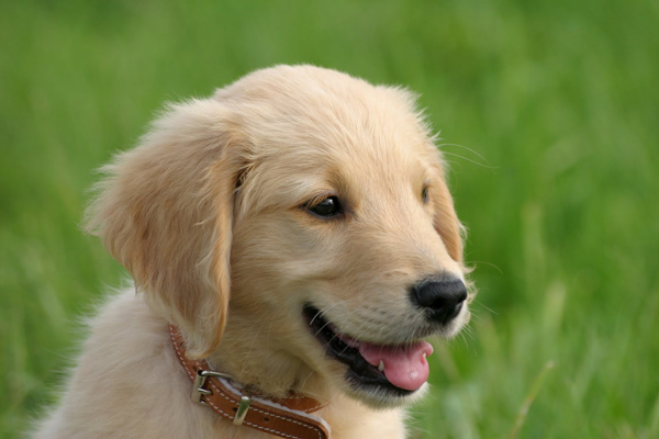 filhote de golden retriever na grama