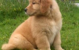 Filhotes de Golden Retriever em Fortaleza