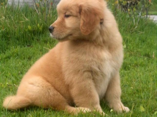 filhote golden retriever sentado na grama