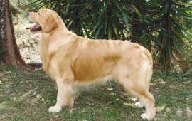 golden retriever no jardim