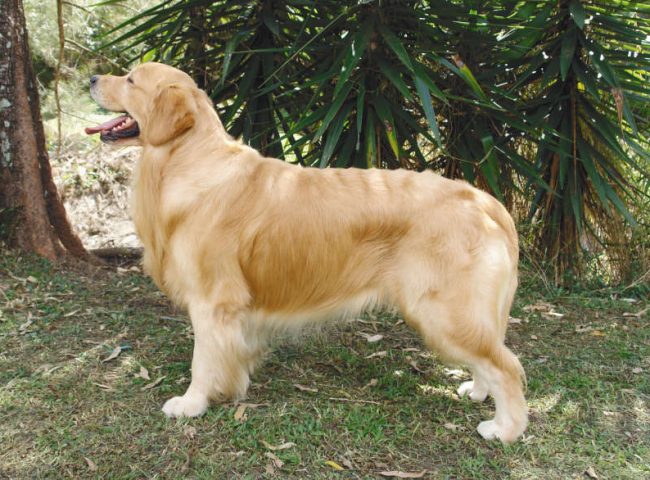 golden retriever no jardim