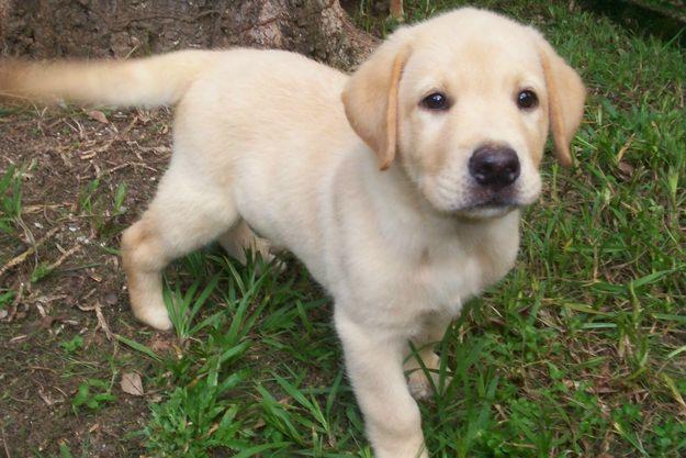 filhote de labrador na grama