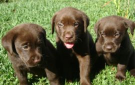 filhote labrador retriever na grama com seus irmãos