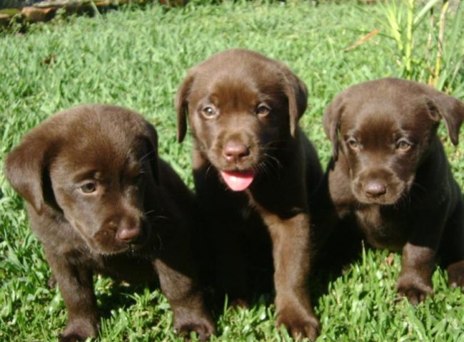 filhote labrador retriever na grama com seus irmãos