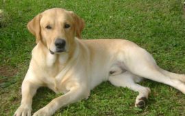 labrador deitado na grama