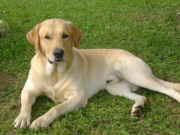 labrador deitado na grama