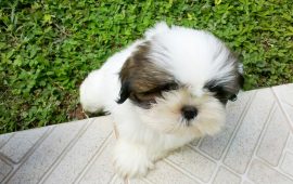 filhote shihtzu