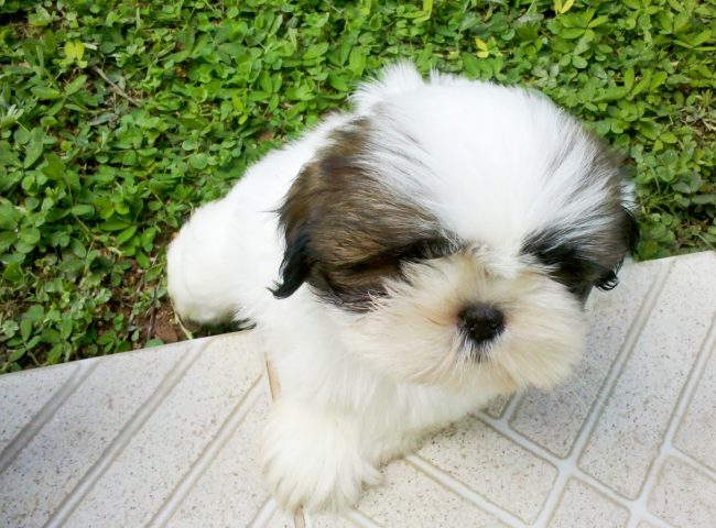 filhote shihtzu