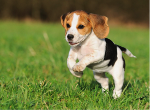 filhote beagle fortaleza