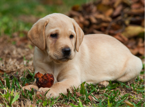 labrador na grama