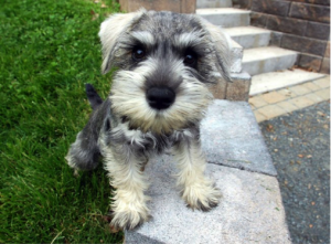 filhote schnauzer fortaleza