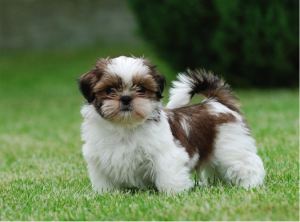 filhote shih tzu fortaleza