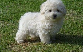 Filhotes de Poodle em Fortaleza