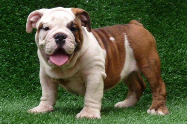 foto de bulldog ingles na grama