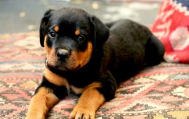 filhote de rotweiler no tapete