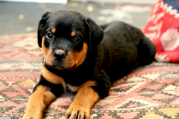 filhote de rotweiler no tapete