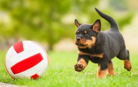 filhote rottweiler brincando com a bola na grama.