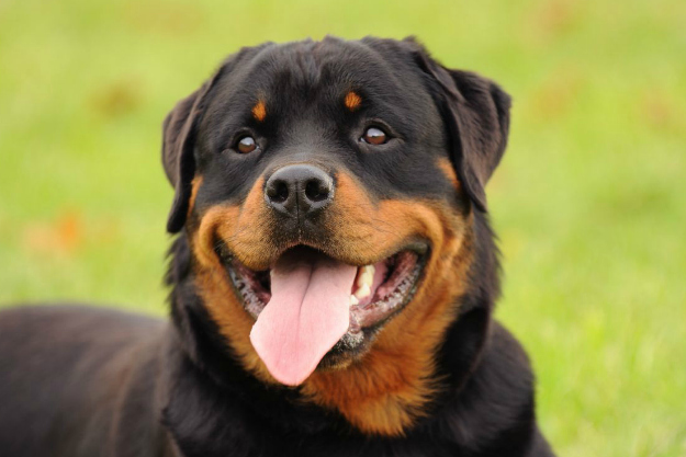 rottweiler na grama