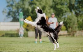 Filhotes de Border Collie em Fortaleza