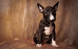 Filhotes de Bull Terrier em Fortaleza