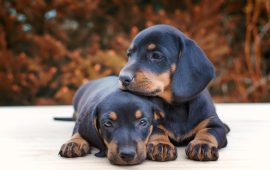 Filhotes de Dachshund em Fortaleza