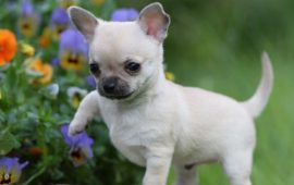 filhote de chihuahua em cima da pedra, se aventurando!