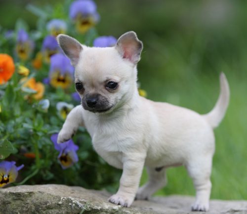 filhote de chihuahua em cima da pedra, se aventurando!