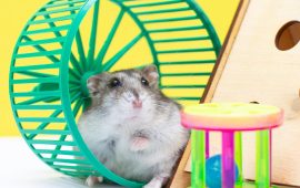 Hamster na saída da tubulação de sua gaiola