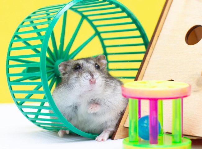 Hamster na saída da tubulação de sua gaiola