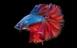 Filhotes de Betta Splendens em Fortaleza