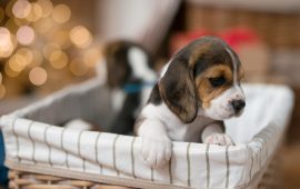 Filhotes de Beagle em Fortaleza