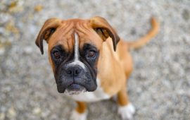 Filhotes de Boxer em Fortaleza